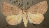  (Eublemma guiera - NHMUK010361973)  @14 [ ] Unspecified (default): All Rights Reserved  Unspecified Unspecified