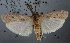  (Phycita melongenae - NHMUK010361974)  @14 [ ] Unspecified (default): All Rights Reserved  Unspecified Unspecified
