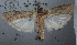  (Phycita sp - NHMUK010361975)  @13 [ ] Unspecified (default): All Rights Reserved  Unspecified Unspecified