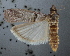 ( - NHMUK010361977)  @11 [ ] Unspecified (default): All Rights Reserved  Unspecified Unspecified