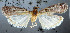  ( - NHMUK010361984)  @11 [ ] Unspecified (default): All Rights Reserved  Unspecified Unspecified