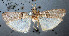  ( - NHMUK010361985)  @11 [ ] Unspecified (default): All Rights Reserved  Unspecified Unspecified