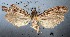 ( - NHMUK010361986)  @11 [ ] Unspecified (default): All Rights Reserved  Unspecified Unspecified