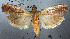  ( - NHMUK010361991)  @11 [ ] Unspecified (default): All Rights Reserved  Unspecified Unspecified