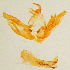  (Mythimna pectinata - USNM ENT 01373011)  @11 [ ] CreativeCommons - Attribution Share-Alike (2017) Unspecified Smithsonian Institution National Museum of Natural History