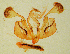  ( - USNM ENT 01373013)  @11 [ ] CreativeCommons - Attribution Share-Alike (2017) Unspecified Smithsonian Institution National Museum of Natural History