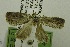  (Giaura sp. AAM2906 - USNM ENT 00719255)  @13 [ ] Unspecified (default): All Rights Reserved  Unspecified Unspecified