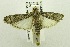  (Mussidia sp - USNM ENT 00719288)  @14 [ ] Unspecified (default): All Rights Reserved  Unspecified Unspecified