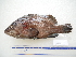  (Acanthistius pictus - PEMAR_F00202)  @11 [ ] Unspecified (default): All Rights Reserved  Copyright © Unspecified