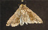  ( - moth1148.01)  @13 [ ] CreativeCommons - Attribution (2010) Unspecified Centre for Biodiversity Genomics