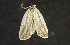  ( - moth1161.01)  @13 [ ] CreativeCommons - Attribution (2010) Unspecified Centre for Biodiversity Genomics