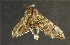  ( - moth168.01)  @12 [ ] CreativeCommons - Attribution (2010) Unspecified Centre for Biodiversity Genomics