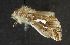  ( - moth183.01)  @12 [ ] CreativeCommons - Attribution (2010) Unspecified Centre for Biodiversity Genomics