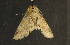  ( - moth321.01)  @13 [ ] CreativeCommons - Attribution (2010) Unspecified Centre for Biodiversity Genomics