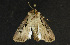  ( - moth356.01)  @13 [ ] CreativeCommons - Attribution (2010) Unspecified Centre for Biodiversity Genomics
