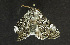  ( - moth492.01)  @12 [ ] CreativeCommons - Attribution (2010) Unspecified Centre for Biodiversity Genomics