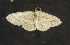  ( - moth498.01)  @13 [ ] CreativeCommons - Attribution (2010) Unspecified Centre for Biodiversity Genomics