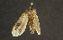 ( - moth603.01)  @13 [ ] CreativeCommons - Attribution (2010) Unspecified Centre for Biodiversity Genomics