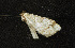  ( - moth624.01)  @13 [ ] CreativeCommons - Attribution (2010) Unspecified Centre for Biodiversity Genomics
