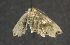  ( - moth671.01)  @12 [ ] CreativeCommons - Attribution (2010) Unspecified Centre for Biodiversity Genomics