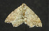  ( - moth693.01)  @14 [ ] CreativeCommons - Attribution (2010) Unspecified Centre for Biodiversity Genomics