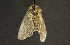  ( - moth782.01)  @13 [ ] CreativeCommons - Attribution (2010) Unspecified Centre for Biodiversity Genomics
