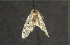  ( - moth945.01)  @12 [ ] CreativeCommons - Attribution (2010) Unspecified Centre for Biodiversity Genomics