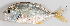  ( - M003-097)  @11 [ ] Copyright (2013) D. Ponton IRD