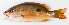  (Lutjanus fulviflamma - M008-001)  @15 [ ] Copyright (2013) D. Ponton IRD