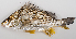  (Pomadasys multimaculatus - M011-002)  @14 [ ] Copyright (2013) D. Ponton IRD