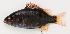  (Lutjanus monostigma - M018-015)  @15 [ ] Copyright (2013) D. Ponton IRD