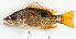  (Lutjanus ehrenbergii - M028-001)  @15 [ ] Copyright (2013) D. Ponton IRD