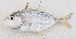  ( - M034-032)  @11 [ ] Copyright (2014) D. Ponton IRD
