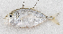  ( - M034-033)  @11 [ ] Copyright (2014) D. Ponton IRD