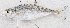  ( - M034-037)  @11 [ ] Copyright (2014) D. Ponton IRD