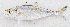 ( - M034-038)  @11 [ ] Copyright (2014) D. Ponton IRD
