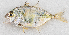  ( - M036-008)  @11 [ ] Copyright (2014) D. Ponton IRD