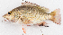  (Lutjanus argentimaculatus - M044B-005)  @15 [ ] Copyright (2014) D. Ponton IRD