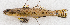  ( - M045-004)  @11 [ ] Copyright (2014) D. Ponton IRD