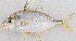  ( - M050-034)  @11 [ ] Copyright (2014) D. Ponton IRD