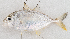  ( - M052-012)  @11 [ ] Copyright (2014) D. Ponton IRD