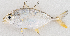  ( - M052-014)  @11 [ ] Copyright (2014) D. Ponton IRD