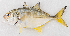  ( - M055-006)  @11 [ ] Copyright (2014) D. Ponton IRD