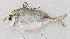  ( - M060-050)  @11 [ ] Copyright (2014) D. Ponton IRD