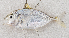  ( - M063-028)  @11 [ ] Copyright (2014) D. Ponton IRD