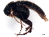  ( - BIOUG05382-G07)  @11 [ ] CreativeCommons - Attribution (2023) CBG Photography Group Centre for Biodiversity Genomics
