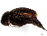  (Mordella cinereoplagiata - BIOUG17826-D04)  @11 [ ] CreativeCommons - Attribution (2023) CBG Photography Group Centre for Biodiversity Genomics
