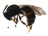  ( - BIOUG18627-E07)  @13 [ ] CreativeCommons - Attribution (2017) CBG Photography Group Centre for Biodiversity Genomics