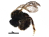  ( - BIOUG18627-F09)  @13 [ ] CreativeCommons - Attribution (2017) CBG Photography Group Centre for Biodiversity Genomics