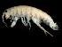  ( - PMP UKS-01)  @11 [ ] CreativeCommons - Attribution (2019) CBG Photography Group Centre for Biodiversity Genomics